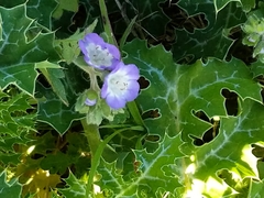 Phacelia patuliflora