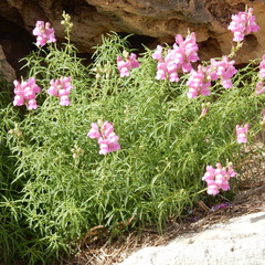 Antirrhinum tortuosum