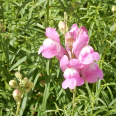 Antirrhinum tortuosum
