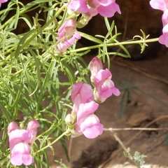 Antirrhinum tortuosum