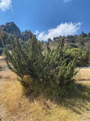 Juniperus monticola