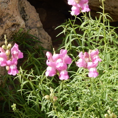 Antirrhinum tortuosum