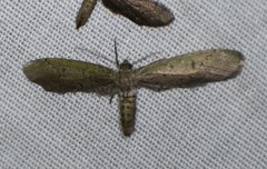 Glaucina erroraria