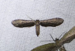 Protoproutia laredoata