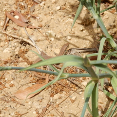 Podarcis filfolensis maltensis
