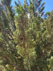 Juniperus monticola