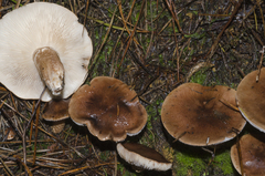 Tricholoma albobrunneum