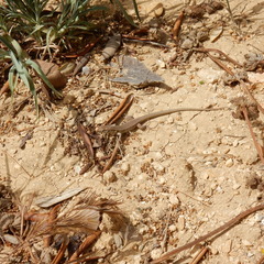 Podarcis filfolensis maltensis