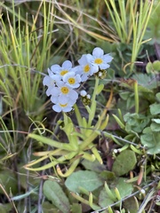 Plagiobothrys chorisianus hickmanii