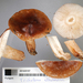 Tricholoma albobrunneum - Photo (c) Jerry Cooper, some rights reserved (CC BY), uploaded by Jerry Cooper