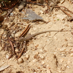 Podarcis filfolensis maltensis