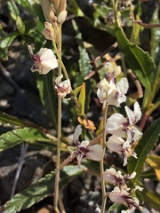 Streptanthus glandulosus secundus