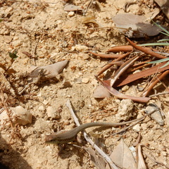Podarcis filfolensis maltensis