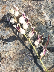 Streptanthus glandulosus secundus