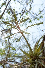 Tillandsia elusiva