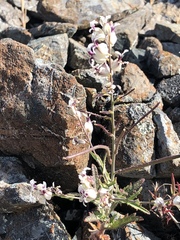 Streptanthus glandulosus secundus