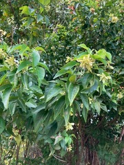 Thouinia paucidentata