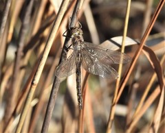 Epitheca petechialis
