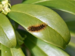 Lophocampa argentata