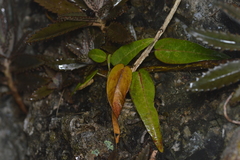 Image of Passiflora pallida