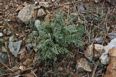 Packera eurycephala lewisrosei