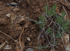 Ericameria nauseosa speciosa