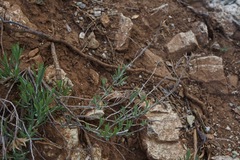 Ericameria nauseosa speciosa