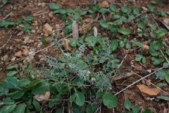 Packera eurycephala lewisrosei