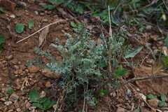 Packera eurycephala lewisrosei