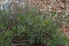 Penstemon azureus azureus