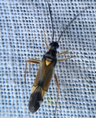 Cyllecoris histrionius