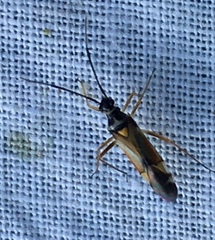 Cyllecoris histrionius