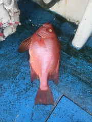 Priacanthidae