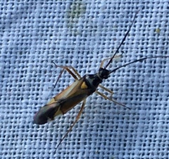 Cyllecoris histrionius