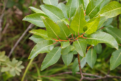 Salix pyrifolia