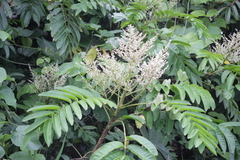 Rhus taitensis