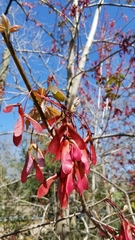 Acer rubrum drummondii