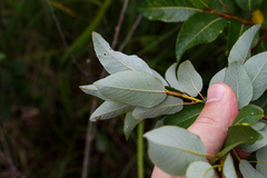 Salix pyrifolia