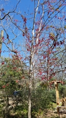 Acer rubrum drummondii