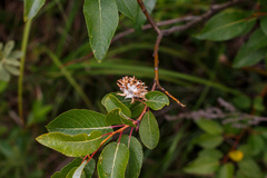 Salix pyrifolia