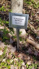 Acer rubrum drummondii