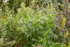 Salix pyrifolia