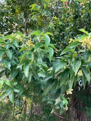 Thouinia paucidentata