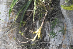 Tillandsia beutelspacheri