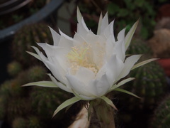 Echinopsis