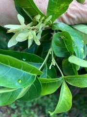 Thouinia paucidentata