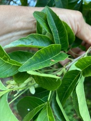 Thouinia paucidentata