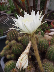 Echinopsis