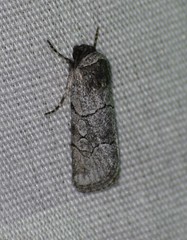 Sympistis sectilis