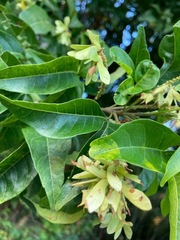 Thouinia paucidentata